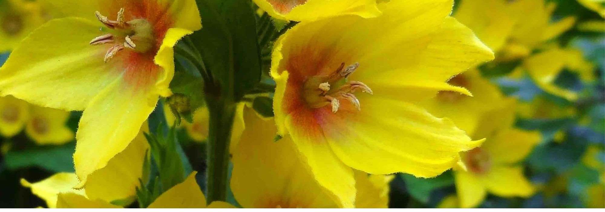 Choosing a Lysimachia