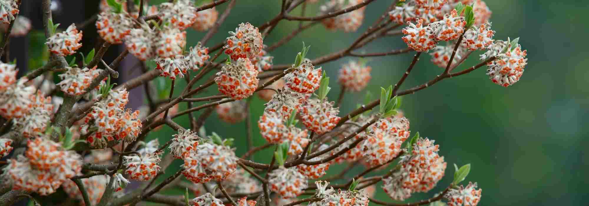 Winter-flowering bushes