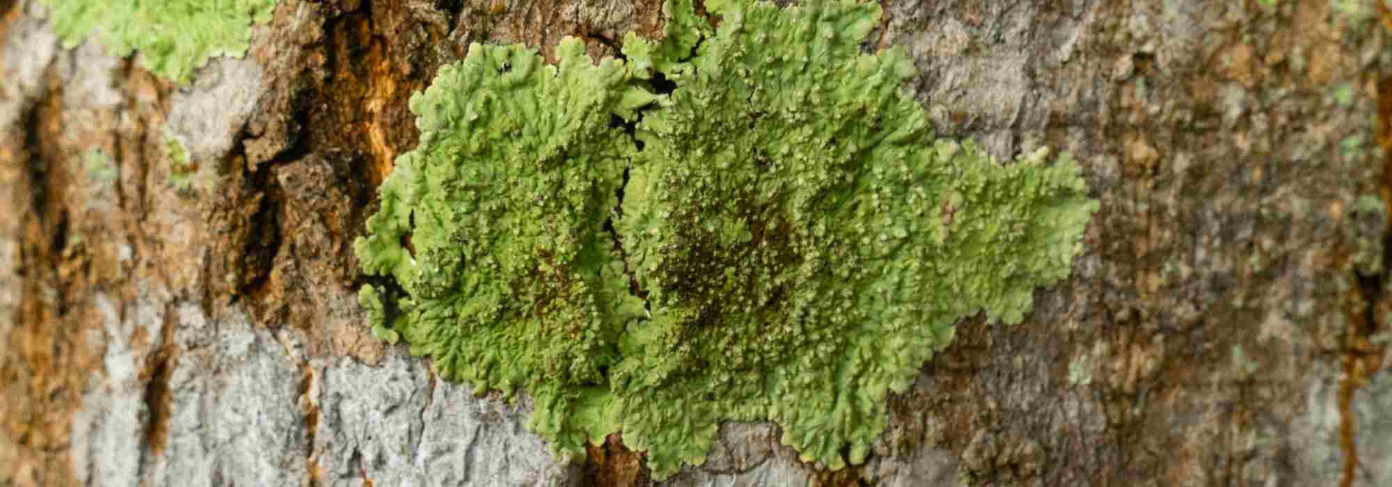 Lichen on Trees: Should You Be Concerned?
