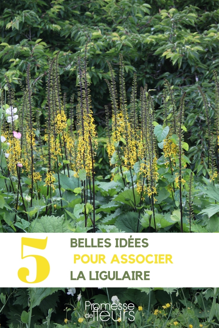associate ligularia {Ligularia}