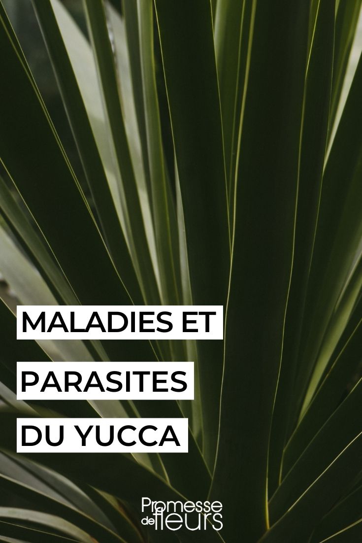 Diseases and Parasitic Issues of Ivy - Yucca