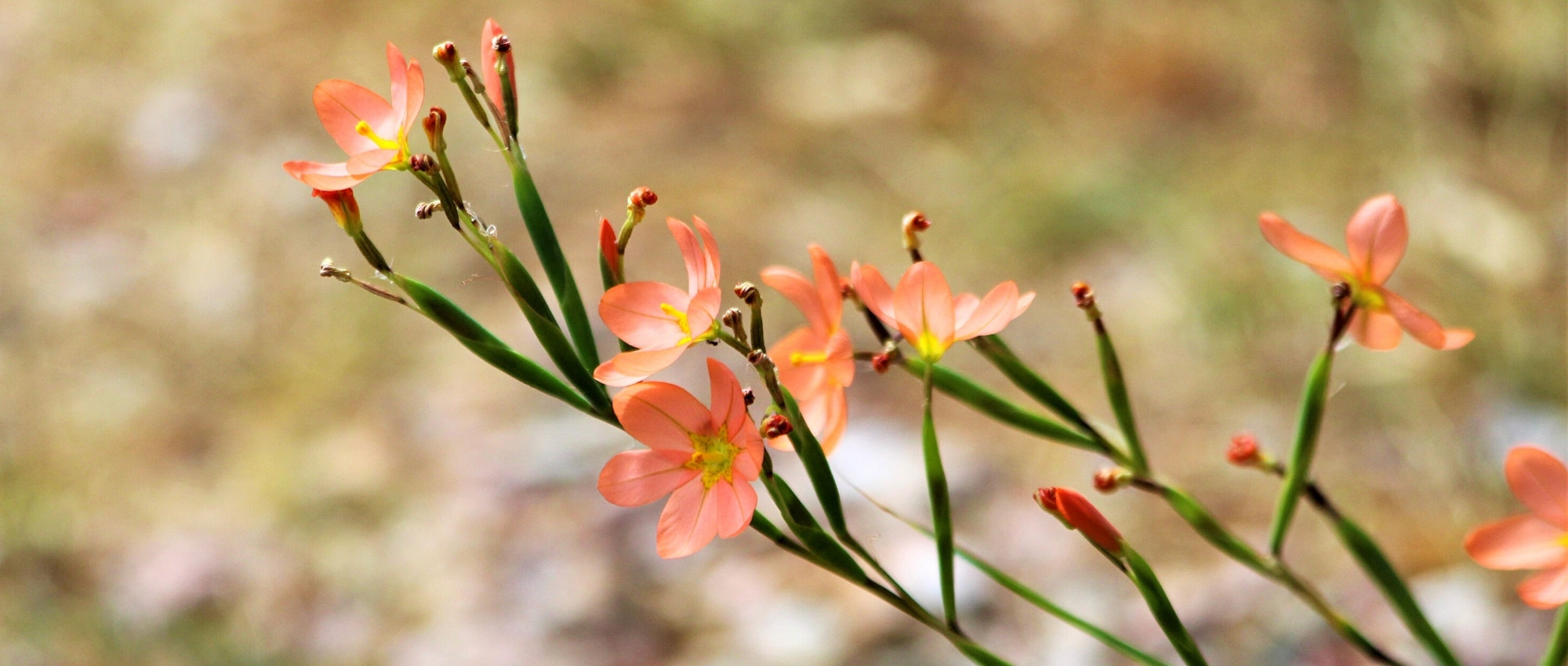 Moraea : Plant, cultivate and maintain