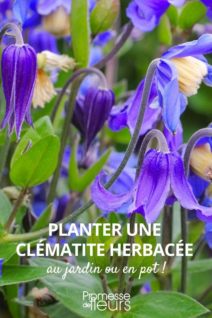 Planting herbaceous clematis in garden pots