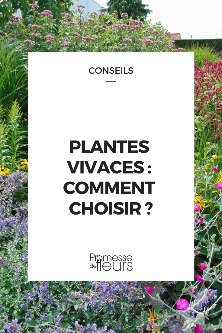 Choosing Perennial Plants: Easy Perennials, Beginner Perennials, Foolproof Perennials