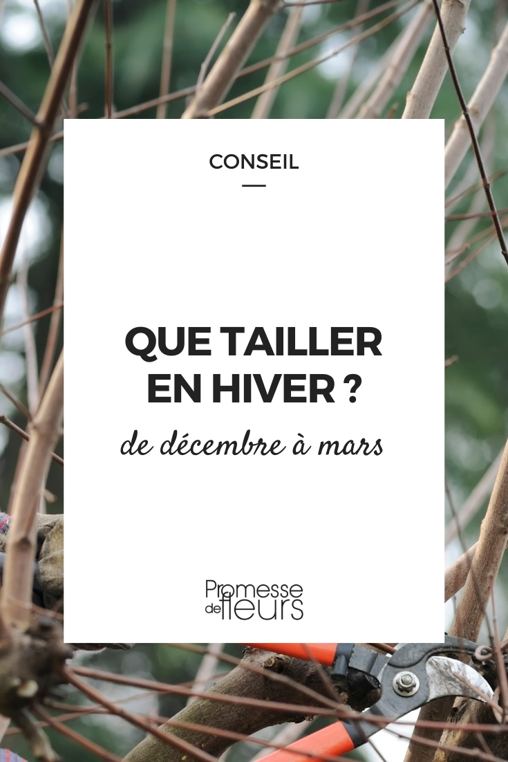 winter pruning of plants