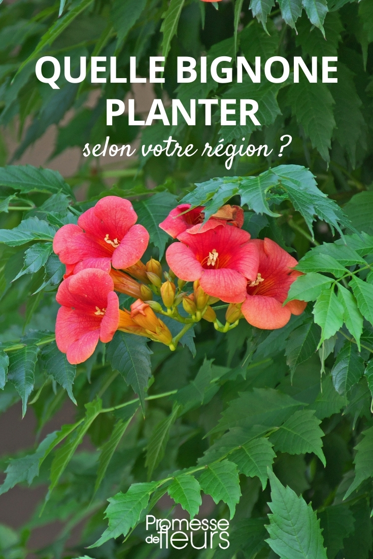 Which Trumpet Vine to Plant Depending on Your Region choose, bathe, Campsis, region, climate