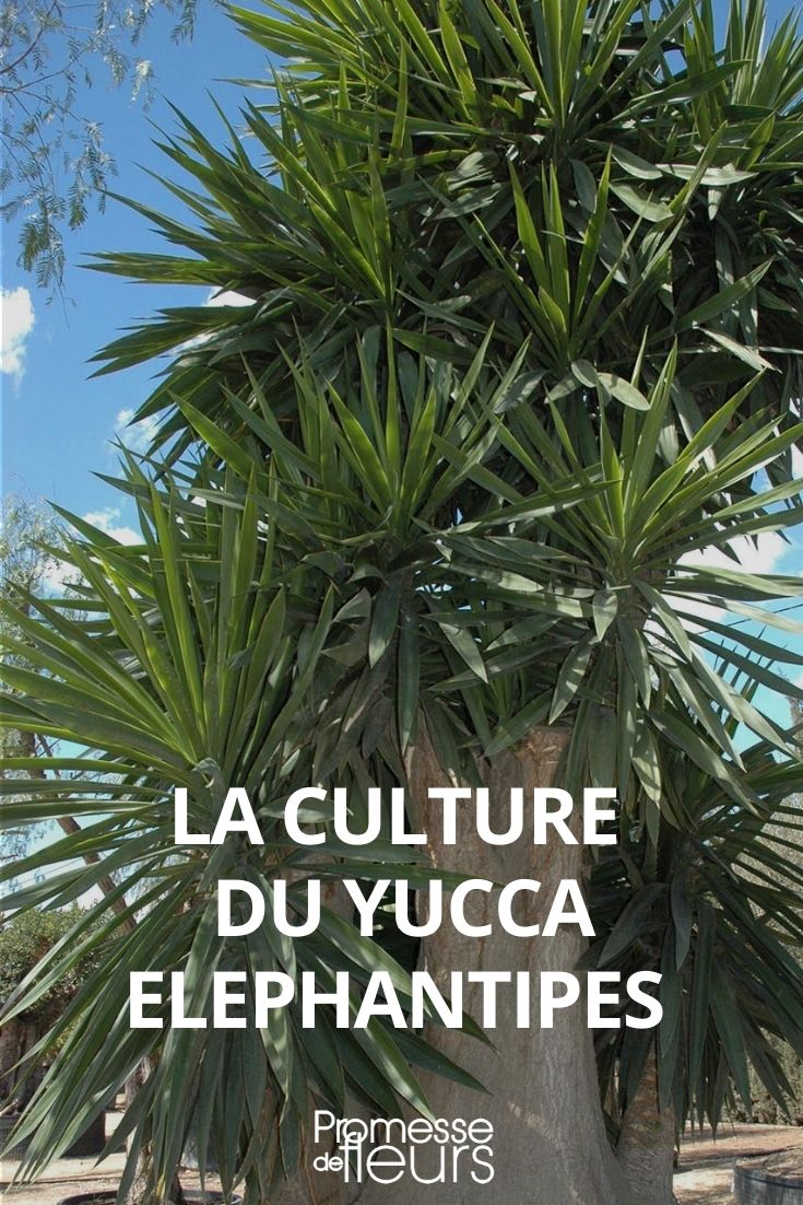 Succeeding in Growing Yucca elephantipes Growing Yucca elephantipes