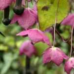 Growing Rhodochiton in Pots