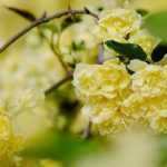 Banks' Rose: Succeeding in Its Cultivation