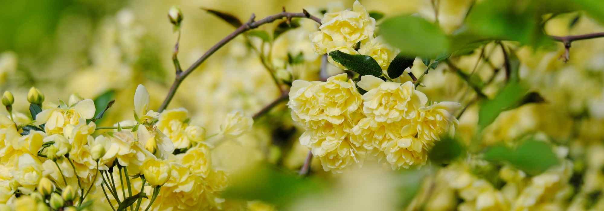 Banks' Rose: Succeeding in Its Cultivation