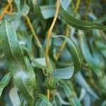 Willows - Salix: the most beautiful varieties
