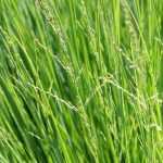 Sesleria: Planting, Growing, and Care
