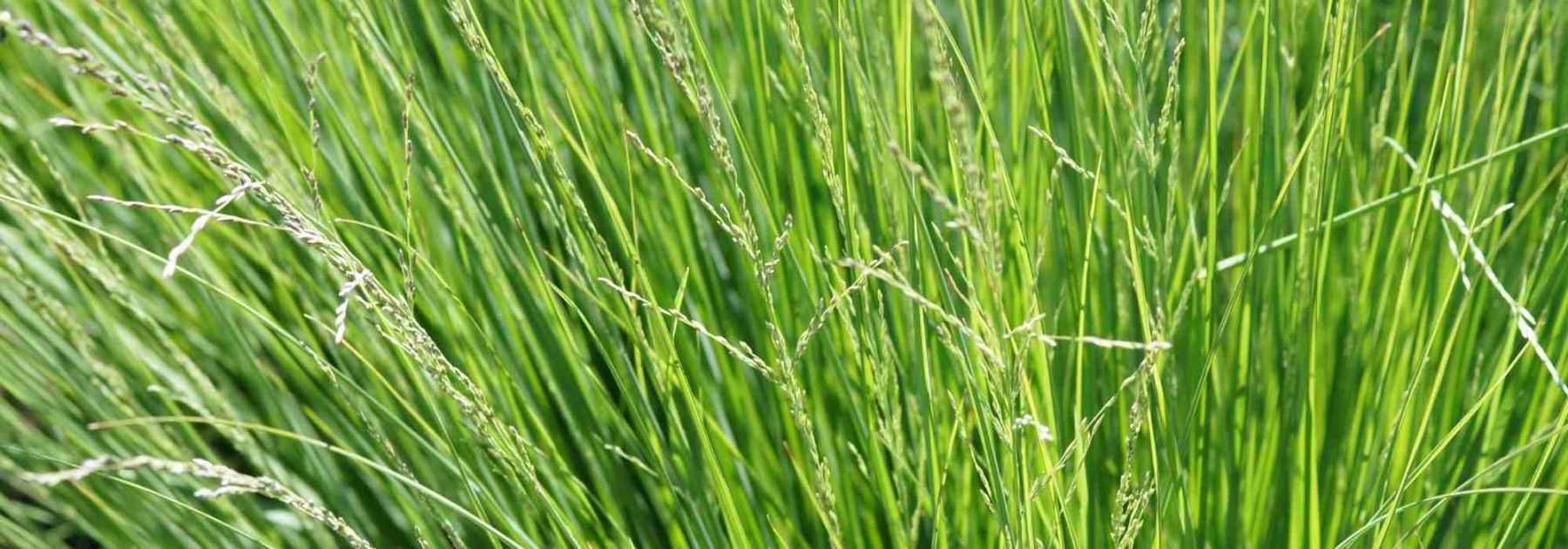Sesleria: Planting, Growing, and Care