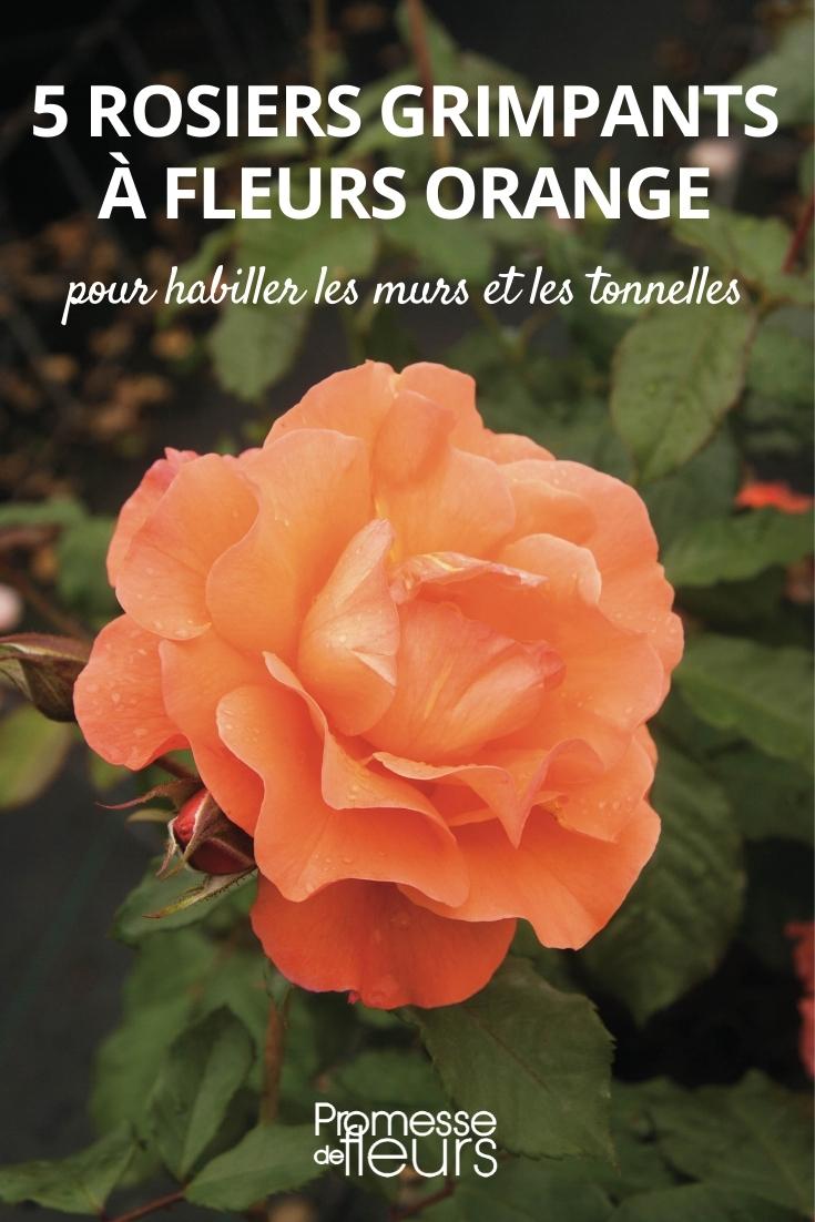 climbing roses with orange flowers