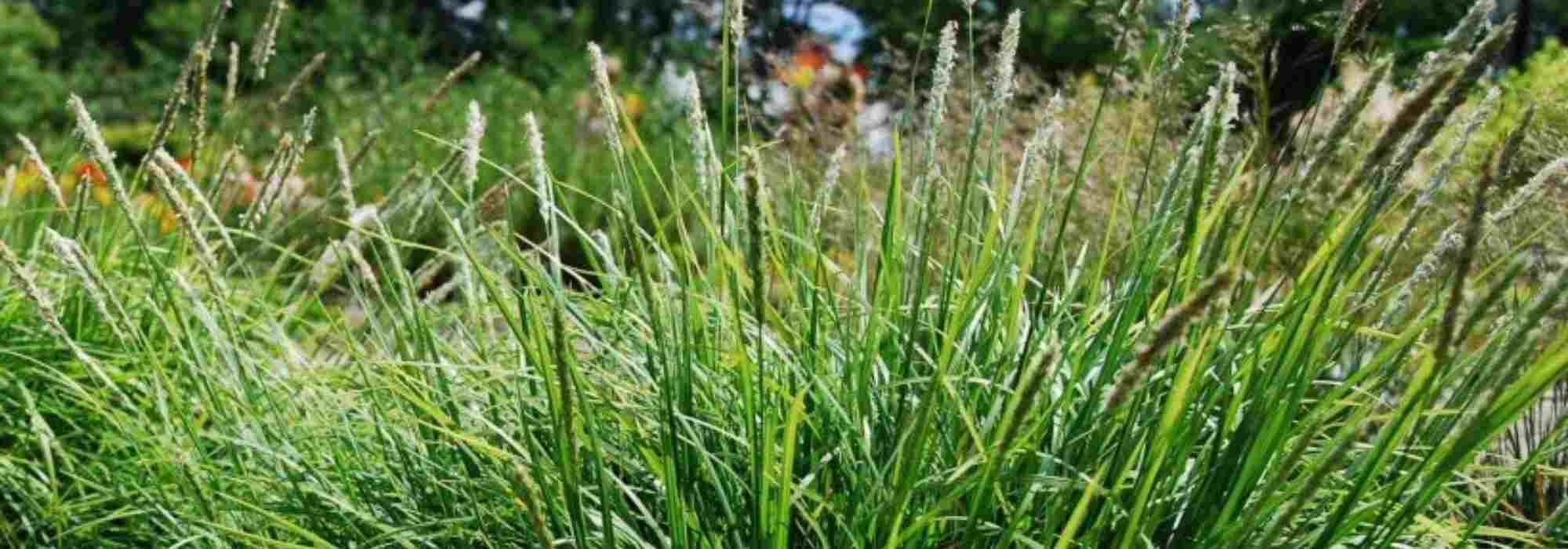 Sesleria: 7 Ideas for Pairing It