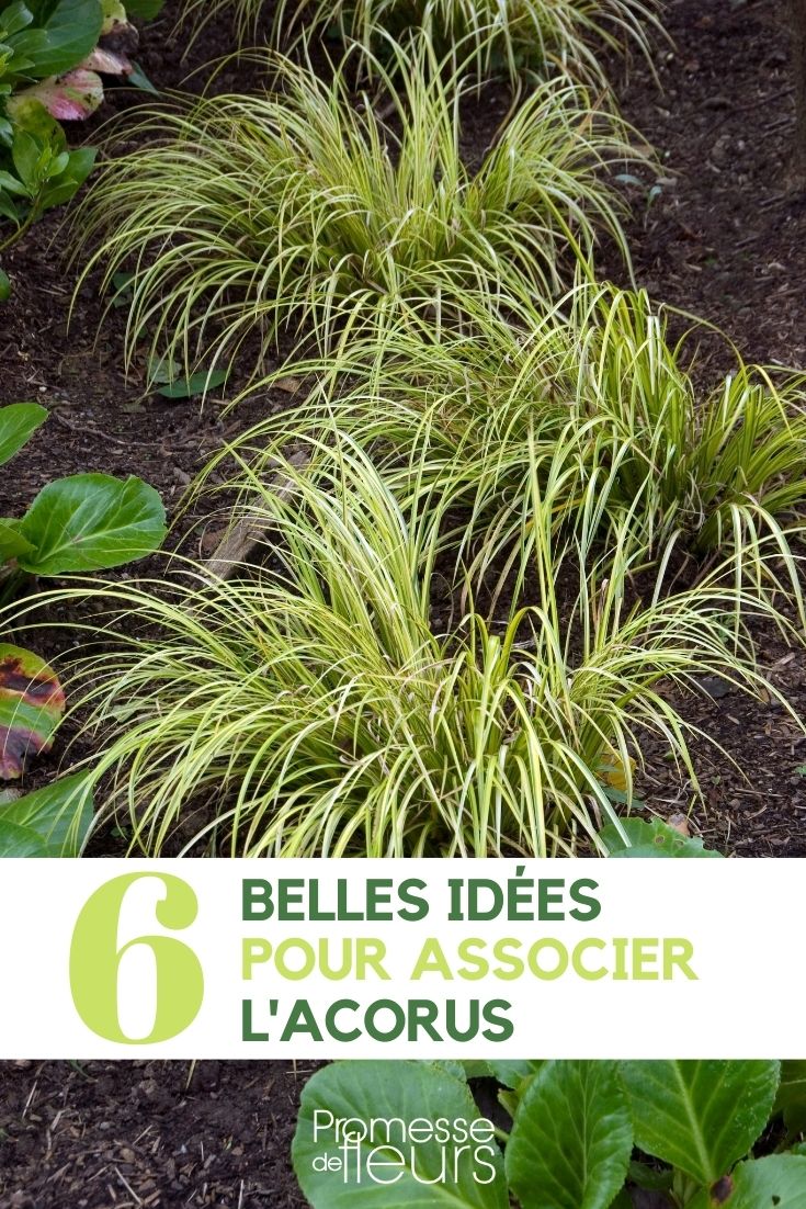 associate acorus associate Acorus