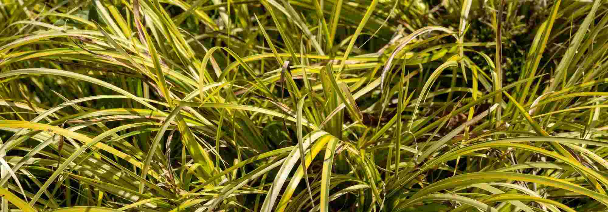 Associate the acorus