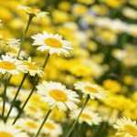 Associate the anthemis