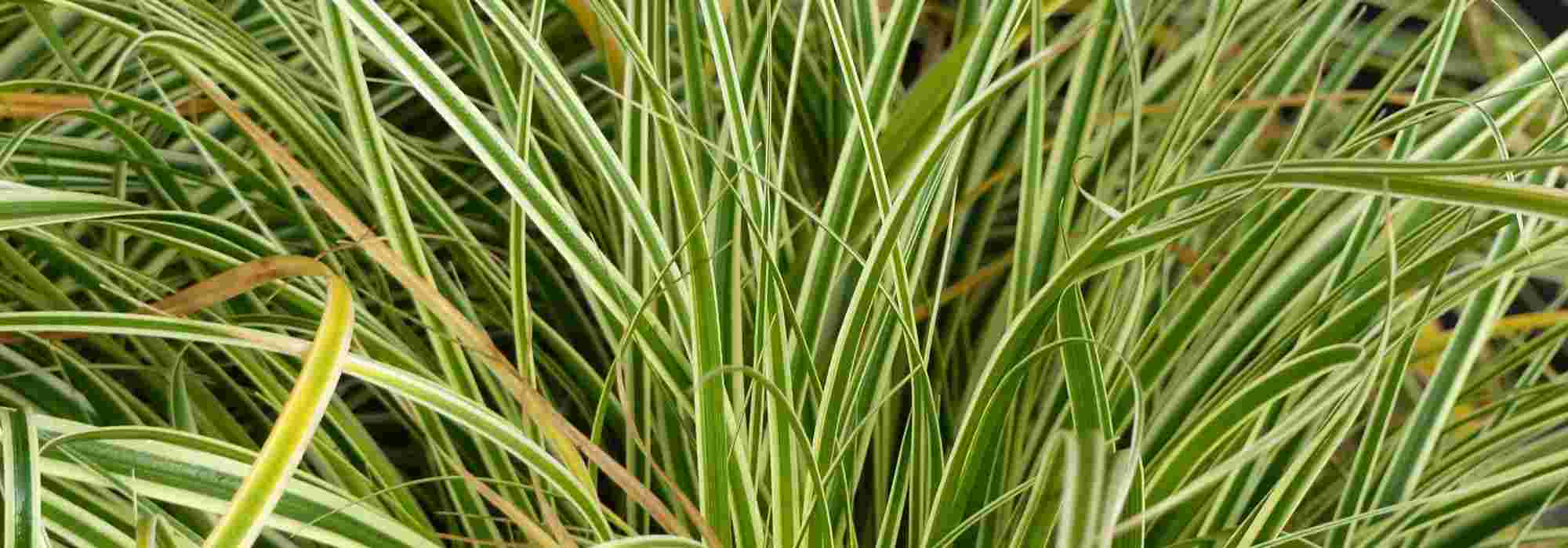 Carex: 5 Pairing Ideas