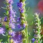 Associate Hyssop