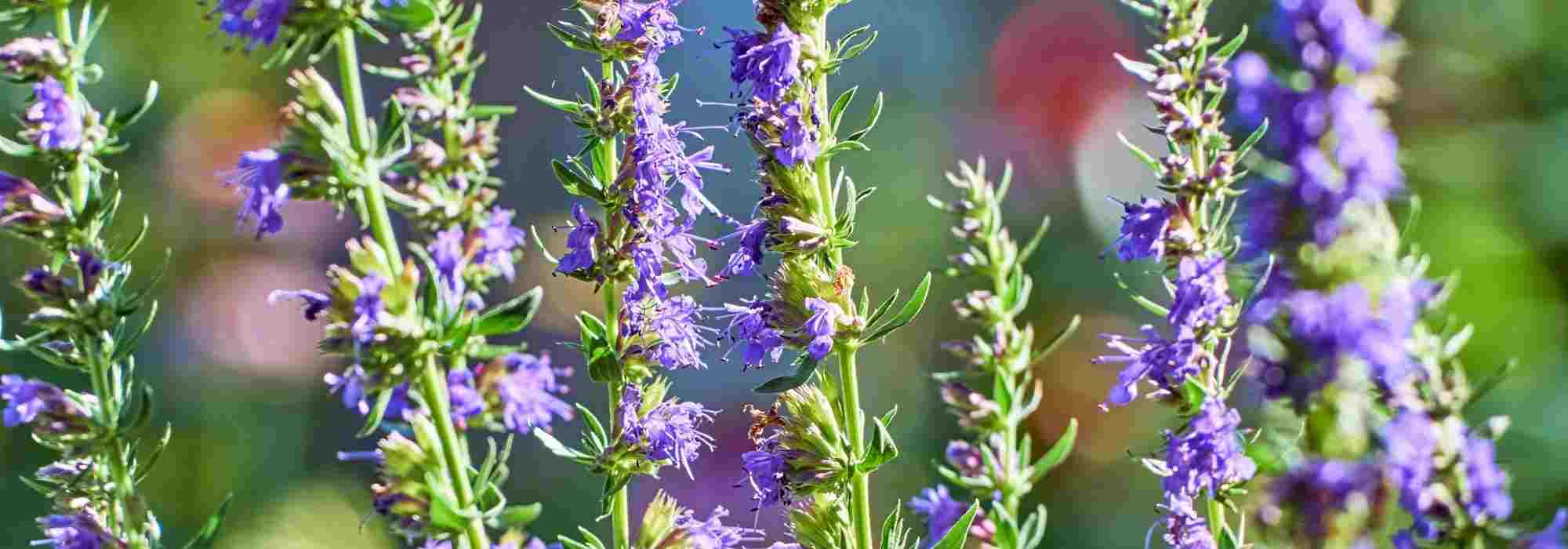 Associate Hyssop
