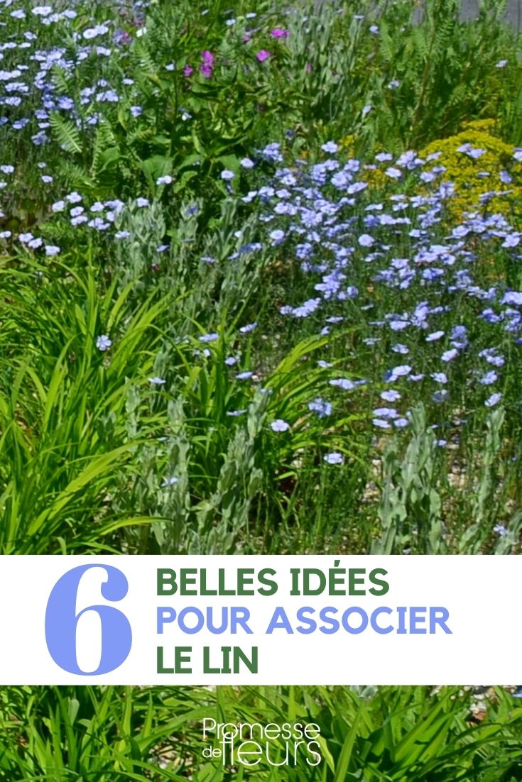 Associate Flax associate flax