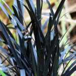 Associate Ophiopogon