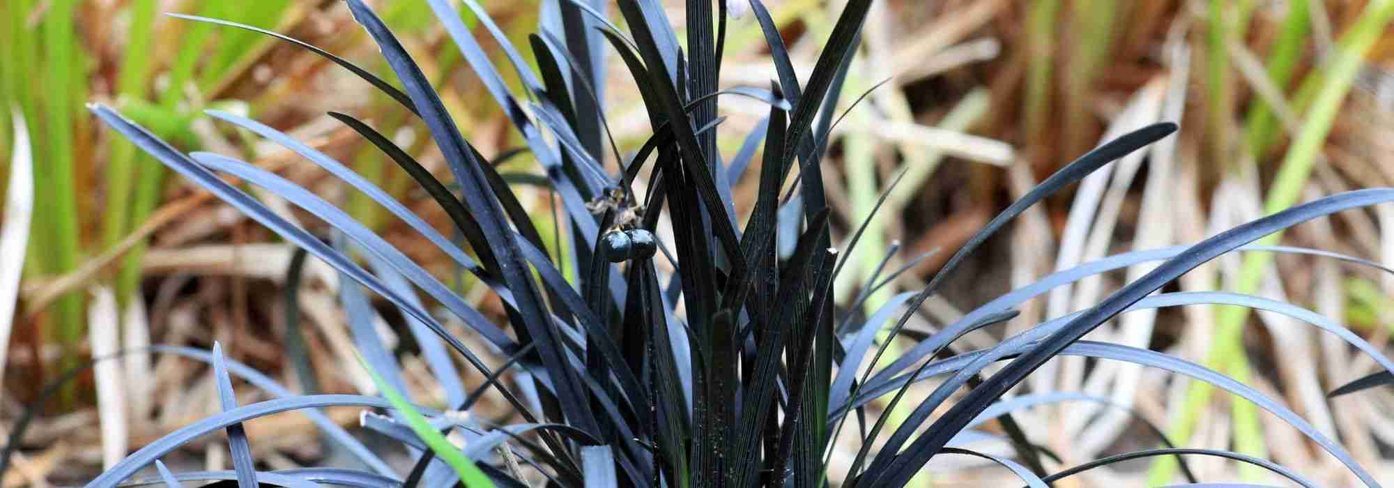 Associate Ophiopogon