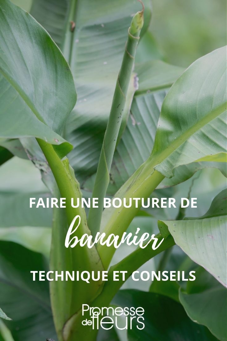 cutting banana plant