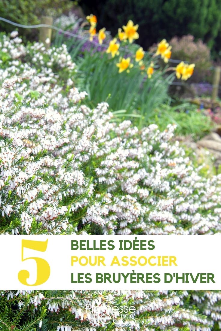 Winter Heath - Pairing