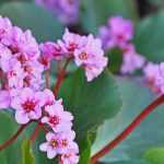How to choose a bergenia?