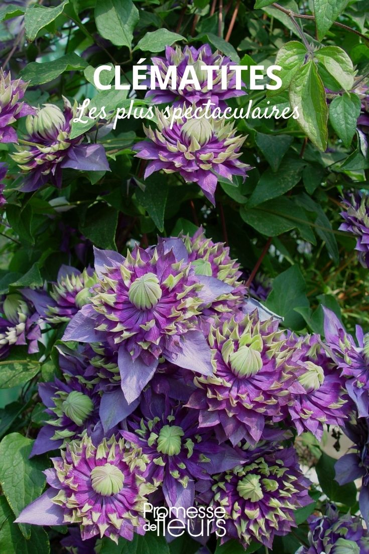 spectacular clematis Spectacular Clematises