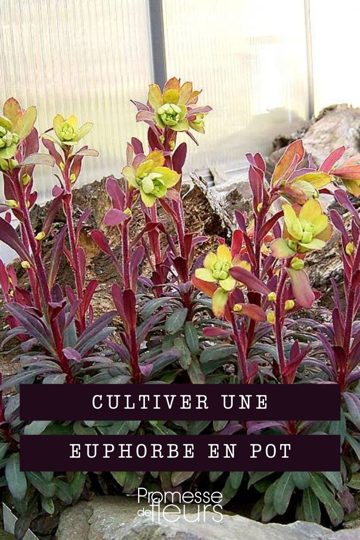 Growing Euphorbia in Pots

Euphorbia, also known as {glossary:spurge}, is a diverse and fascinating genus of plants that can add a unique touch to your garden or indoor space. Whether you're an experienced gardener or a beginner, growing Euphorbia in pots is a rewarding endeavour. Here’s a guide to help you successfully cultivate these intriguing plants in containers.

### Choosing the Right Pot
Select a pot that complements the size and style of your Euphorbia. Ensure the pot has adequate drainage holes to prevent waterlogging, which can be detrimental to the plant’s health. Terracotta or ceramic pots are excellent choices as they allow the soil to breathe and help manage moisture levels.

### Soil Requirements
Euphorbia thrives in well-draining soil. Mix two parts of a standard potting soil with one part perlite or coarse sand to improve drainage. This plant is not particularly fussy about soil pH but prefers a slightly acidic to neutral range.

### Sunlight and Location
Most Euphorbia species love sunlight. Place your pot in a location where it can receive at least six hours of direct sunlight daily. If you are growing Euphorbia indoors, a south-facing window is an ideal spot. However, some species may tolerate partial shade; check the specific needs of your Euphorbia variety.

### Watering
Watering needs vary among different Euphorbia species, but as a general rule, allow the soil to dry out between waterings. Overwatering can lead to root rot, so it’s crucial to water the plant only when necessary. During the winter months, reduce watering as the plant enters a dormant phase.

### Fertilising
Feed your Euphorbia with a balanced, water-soluble fertiliser every four to six weeks during the growing season. Avoid over-fertilising, which can cause rapid, weak growth and reduce the plant's overall health.

### Pruning and Maintenance
Prune Euphorbia in early spring to remove any dead or damaged stems and to shape the plant. Be cautious of the milky sap, which is toxic and can cause irritation to the skin and eyes. Always wear gloves and protective eyewear when handling Euphorbia.

### Common Pests and Problems
Euphorbia is relatively resistant to pests, but keep an eye out for common issues like spider mites and aphids. Use a mild insecticidal soap to manage these pests. Also, watch for signs of overwatering such as yellowing leaves or a wilting appearance.

By following these guidelines, you can enjoy the beauty and diversity of Euphorbia in your home or garden. Whether you choose a striking Euphorbia characias or a delicate Euphorbia milii, these plants are sure to make a statement in any setting.