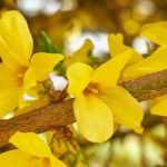 Growing a forsythia in a pot