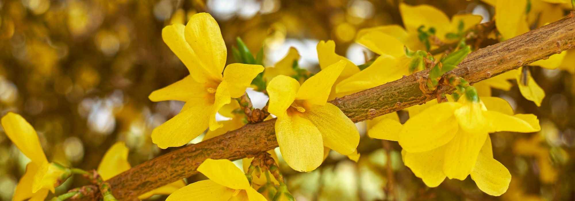 Growing a forsythia in a pot
