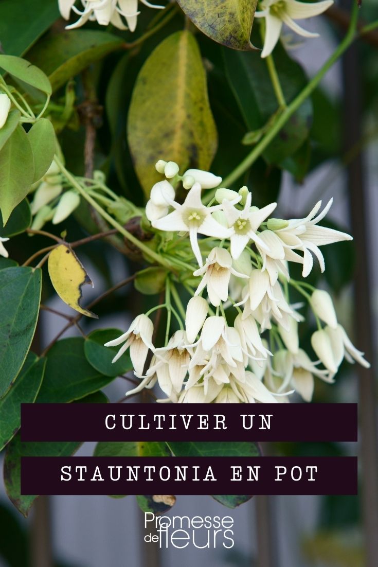 Growing Stauntonia in Containers