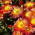 Growing a Delosperma in a pot