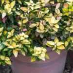 Growing an evergreen spindle tree in a pot