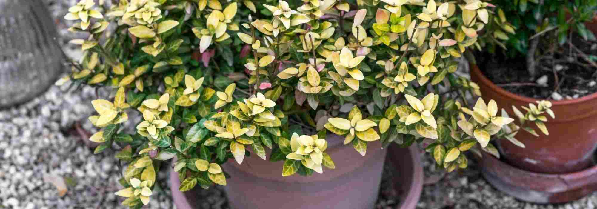Growing an evergreen spindle tree in a pot