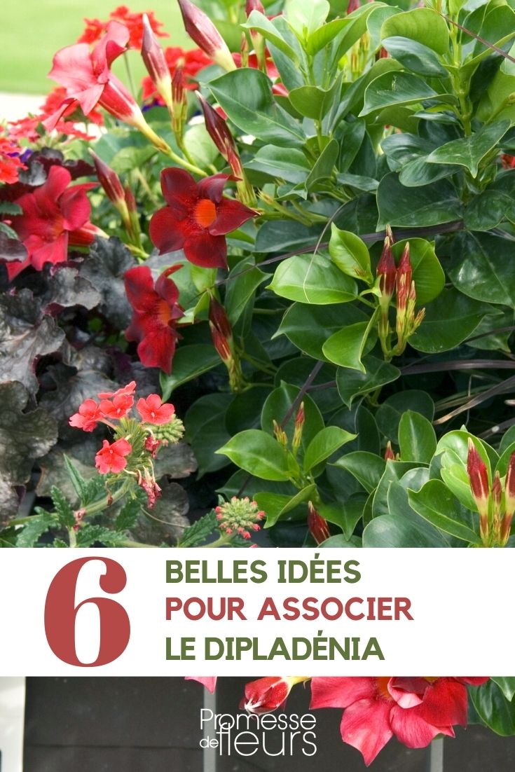 dipladenia-companion Dipladenia - Pairing