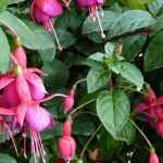 Growing a Fuchsia in a pot