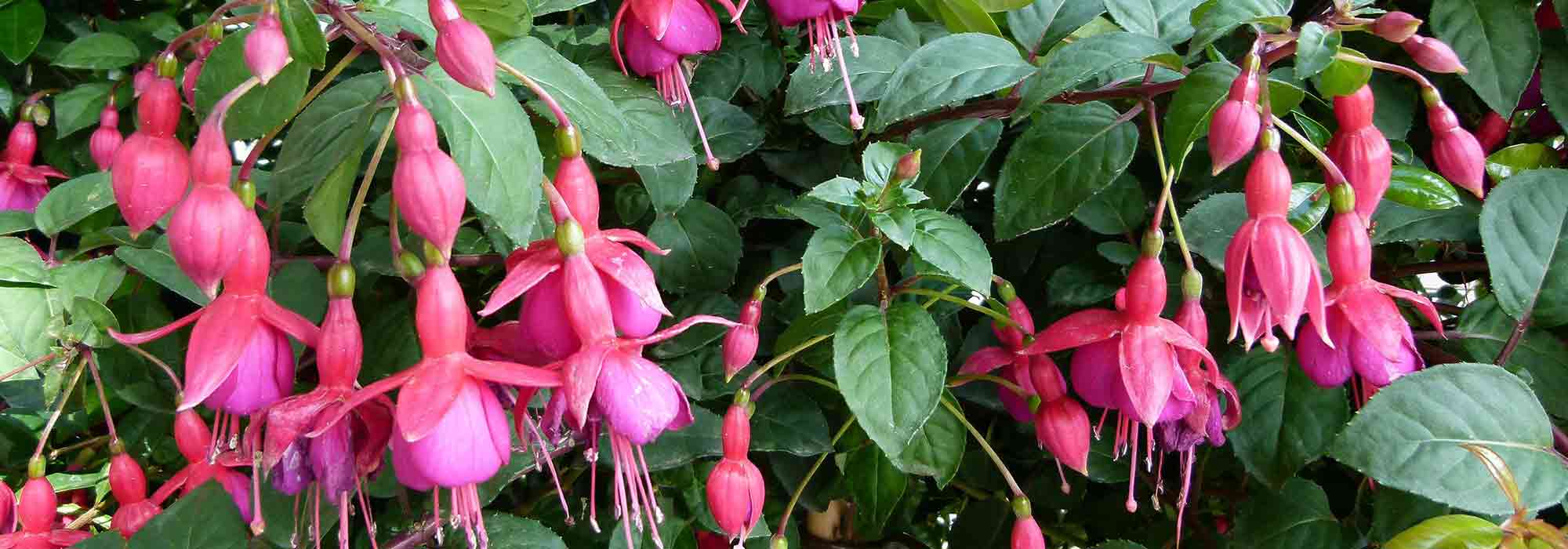 Growing a Fuchsia in a pot