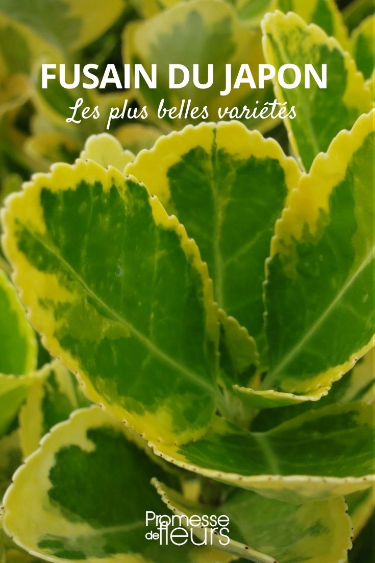 Japanese Spindle, Most Beautiful Varieties Japanese Spindle, Most Beautiful Varieties