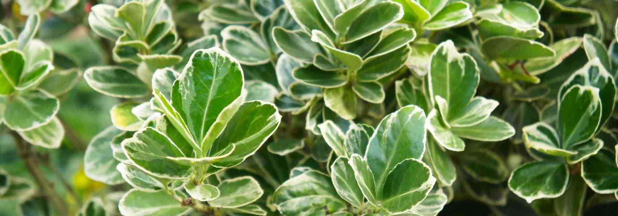 Which spindle trees for a hedge?