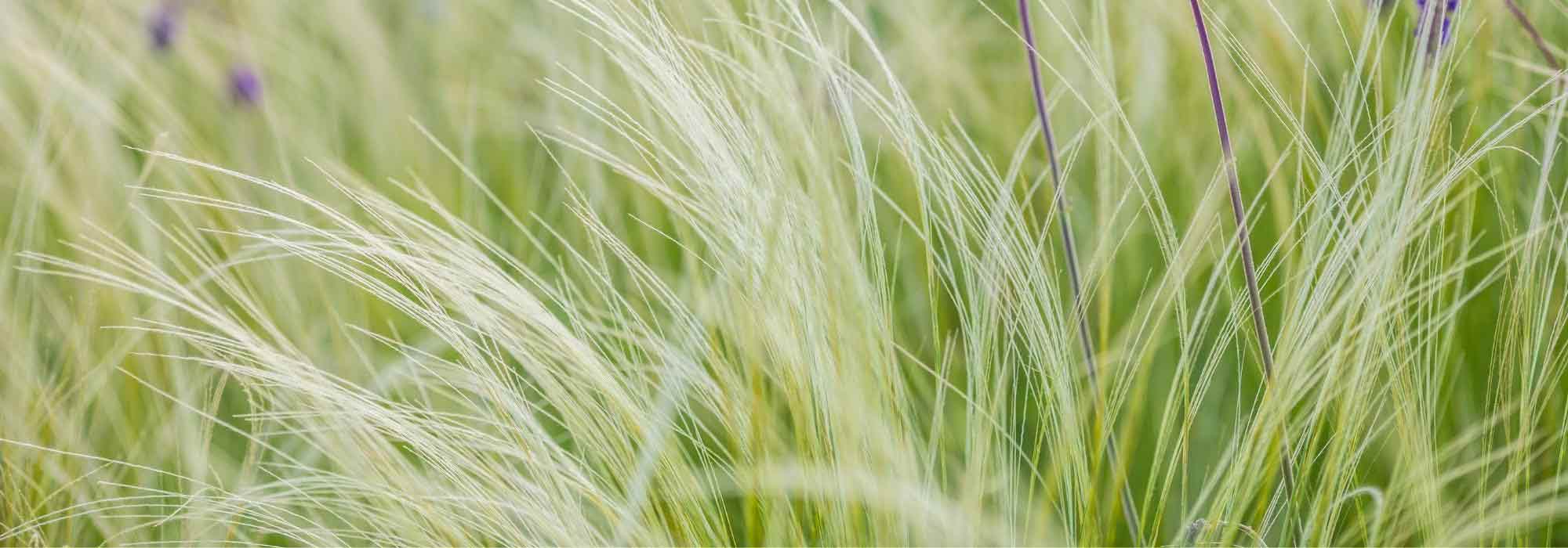 The indestructible grasses