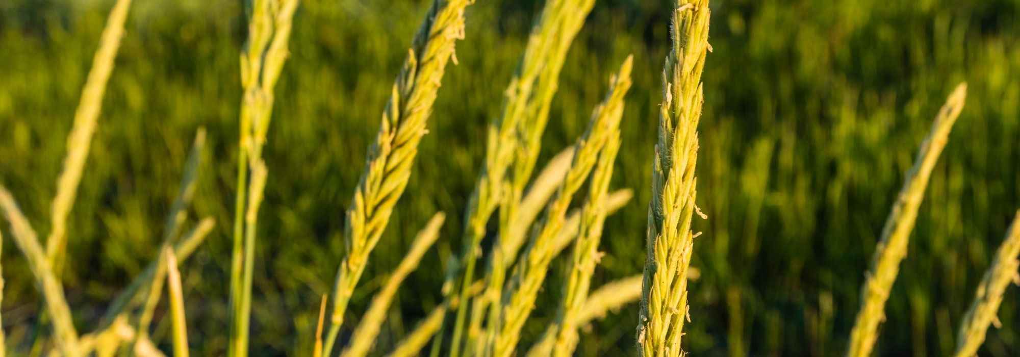 7 fast-growing grasses