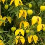 7 summer clematis with continuous flowering