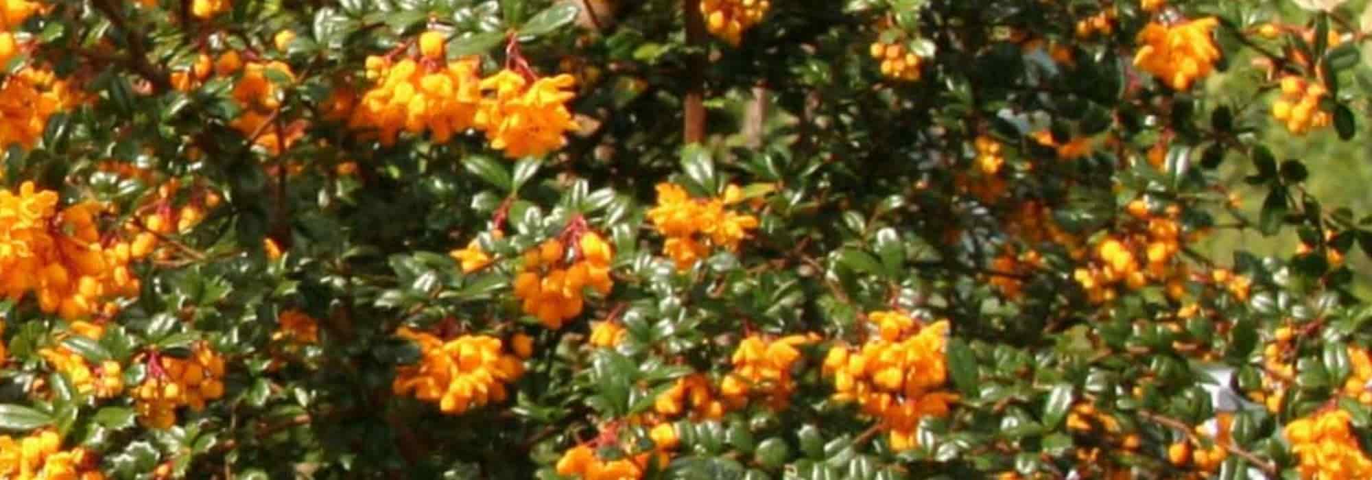 Choosing a Berberis
