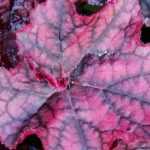 Purple Heucheras: The Darkest