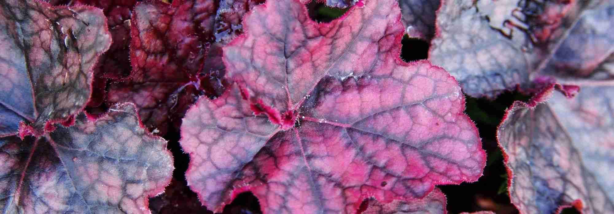 Purple Heucheras: The Darkest
